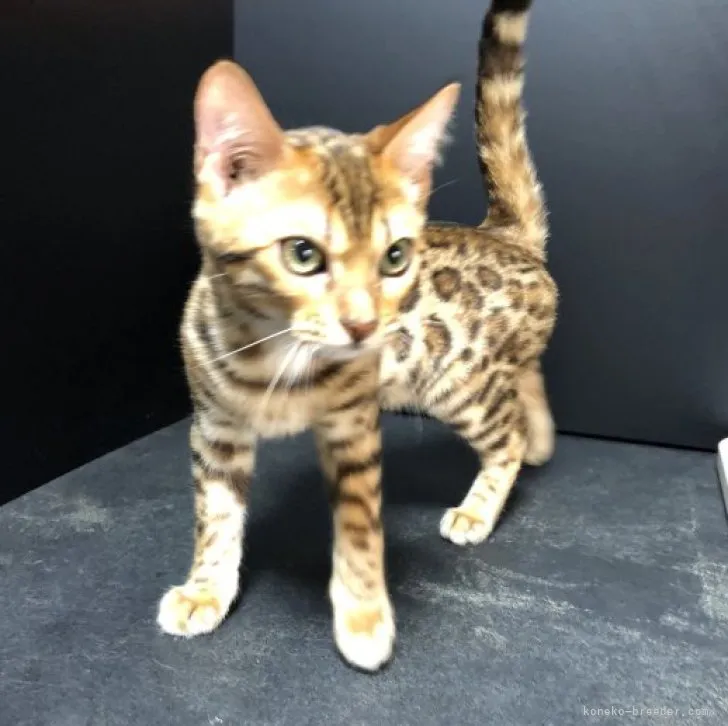 ID:2307-00430の子猫