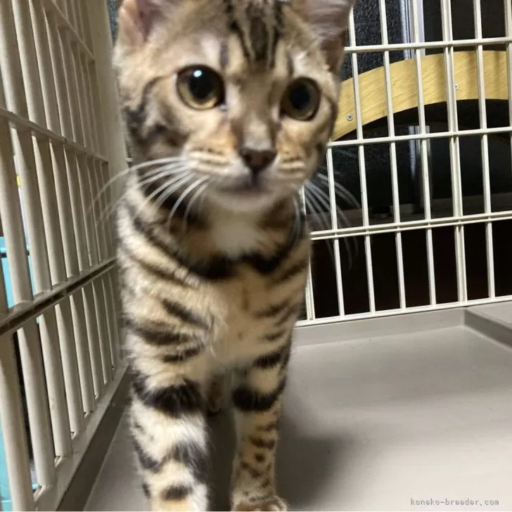 ID:2404-00619の子猫