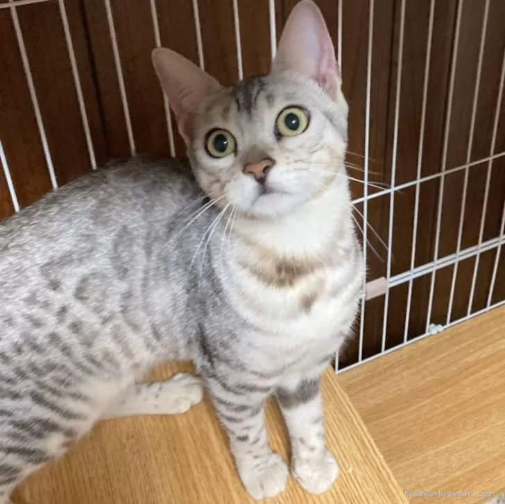 ID:2401-01346の子猫