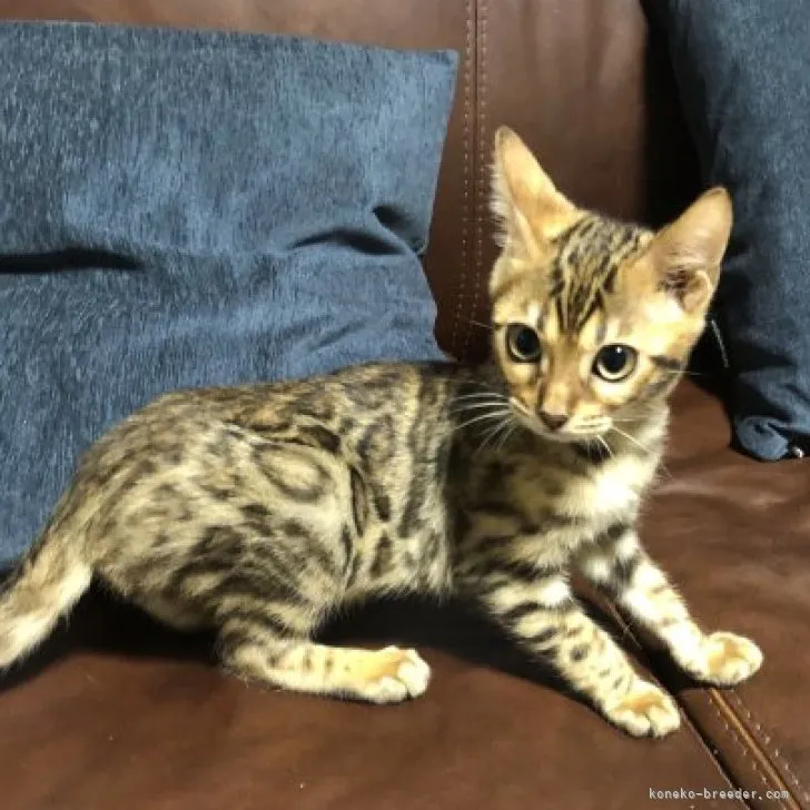 ID:2307-00237の子猫