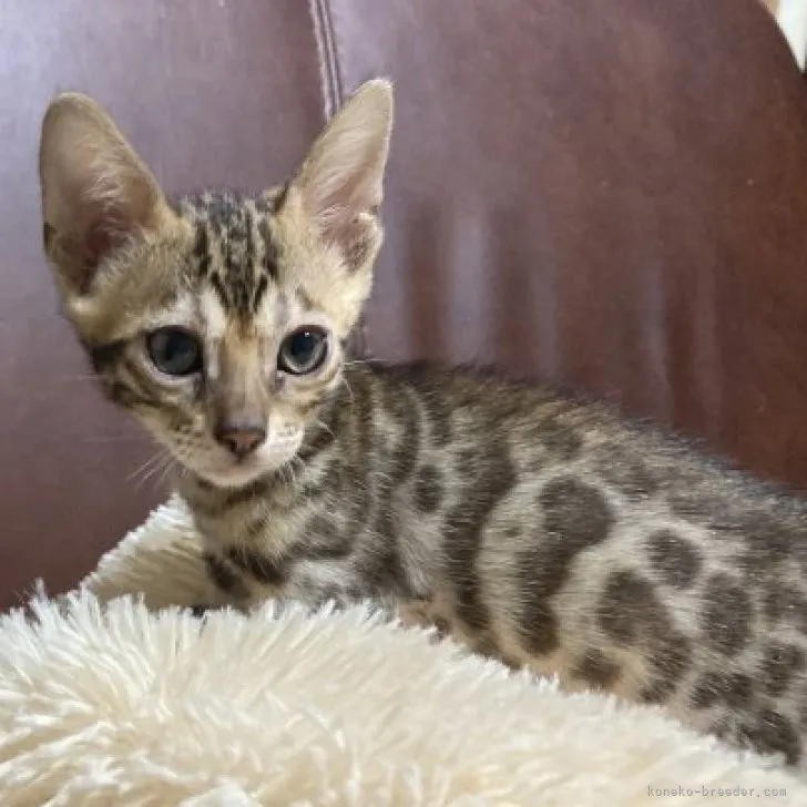 ID:2307-02609の子猫