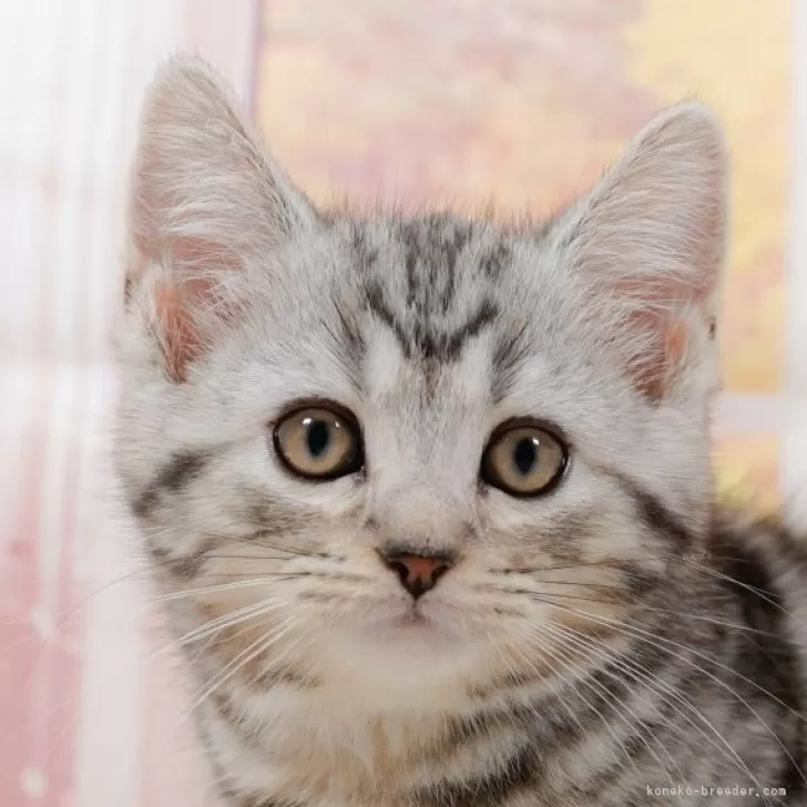 マンチカン(長足)【東京都・女の子・2024年7月19日・シルバータビー】の写真1「🐱複数頭の見学も可能🐱きょうだいや他のネコちゃんも見れます」