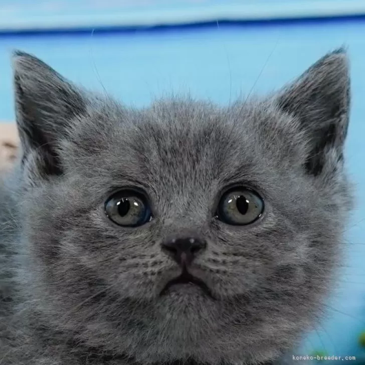 ID:2408-02857の子猫