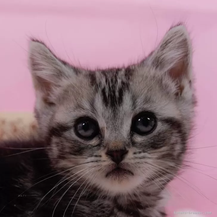 マンチカン(長足)【東京都・女の子・2024年9月5日・シルバータビー】の写真1「🐱複数頭の見学も可能🐱きょうだいや他のネコちゃんも見れます」