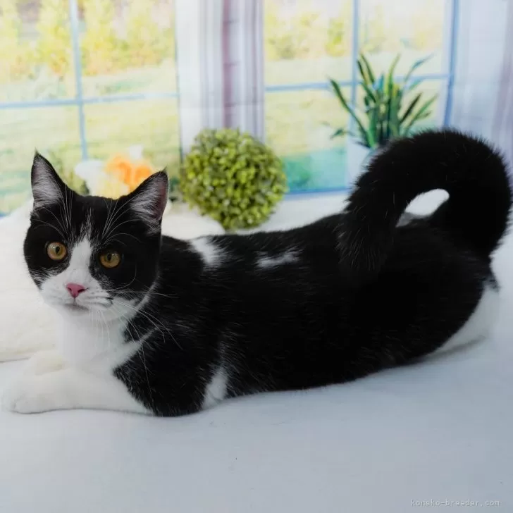 ID:2411-01400の子猫