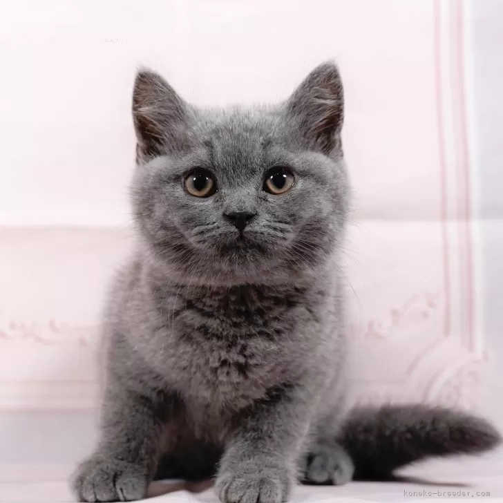 ID:2406-01826の子猫