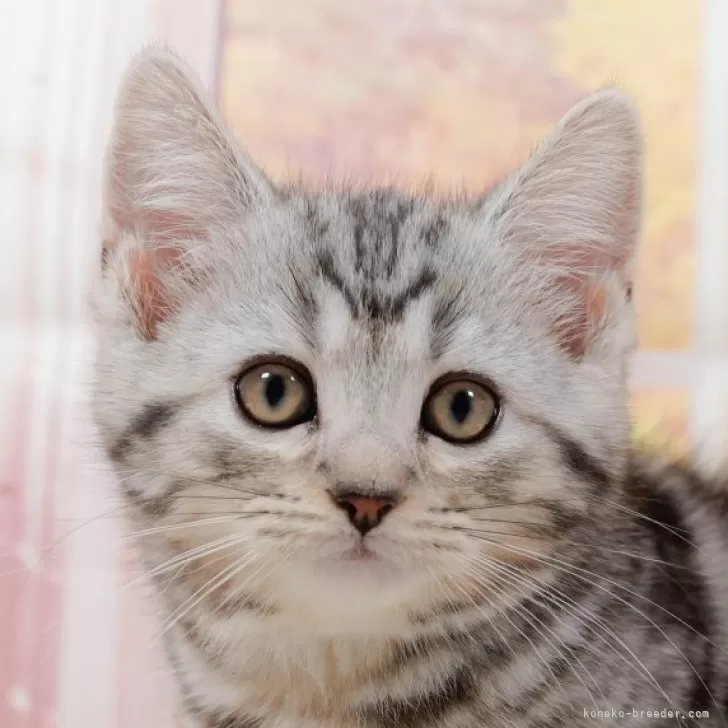 マンチカン(長足)【東京都・女の子・2024年7月19日・シルバータビー】の写真1「🐱複数頭の見学も可能🐱きょうだいや他のネコちゃんも見れます」