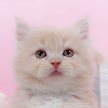 サイベリアン【東京都・女の子・2024年7月5日・クリーム&ホワイト】の写真「全てコミコミ総額表示😸」