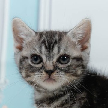 マンチカン(長足)【東京都・男の子・2024年9月5日・シルバータビー】の写真「全てコミコミ総額表示😸当日見学OK🐱✨」