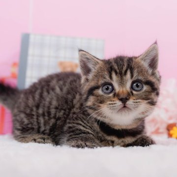 マンチカン(短足)【東京都・女の子・2024年8月13日・ブラウンタビー】の写真「短足ちゃん！全てコミコミ総額表示😸」