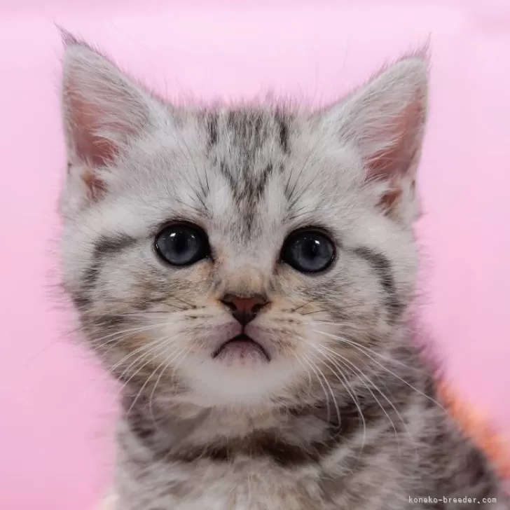 ID:2503-01157の子猫