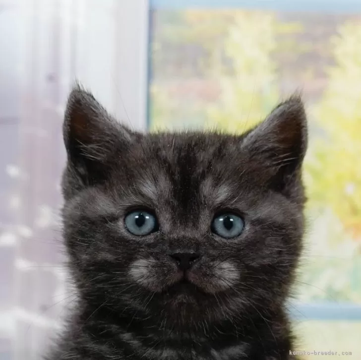 ID:2501-00566の子猫