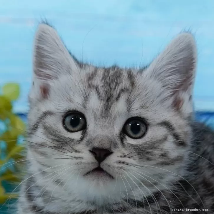 マンチカン(長足)【東京都・男の子・2024年11月14日・シルバータビー】の写真1「🐱複数頭の見学も可能🐱きょうだいや他のネコちゃんも見れます」