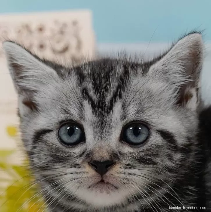 ID:2503-01158の子猫