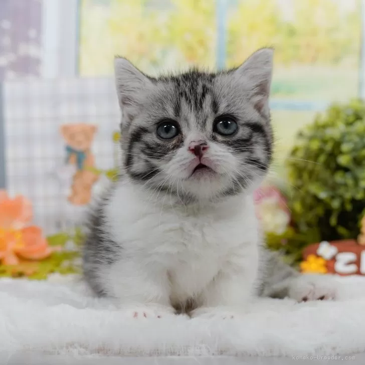 ID:2502-02471の子猫