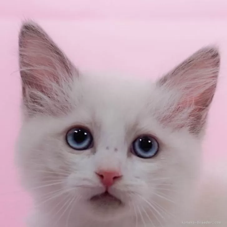 ID:2412-00130の子猫