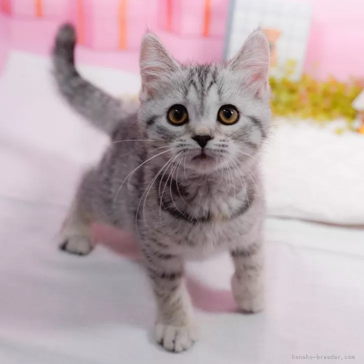 マンチカン(長足)【東京都・女の子・2025年1月11日・シルバータビー】の写真1「🐱複数頭の見学も可能🐱きょうだいや他のネコちゃんも見れます」