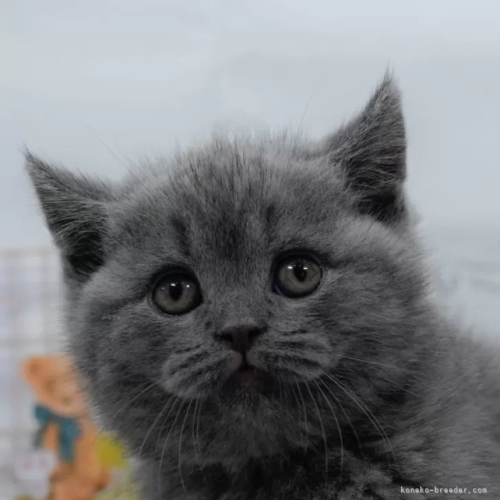 ブリティッシュショートヘア【東京都・男の子・2024年11月8日・ブルー】の写真1「🐱複数頭の見学も可能🐱きょうだいや他のネコちゃんも見れます」