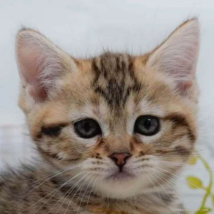 マンチカン(長足)【東京都・女の子・2024年11月10日・ブラウンタビー】の写真1「🐱複数頭の見学も可能🐱きょうだいや他のネコちゃんも見れます」