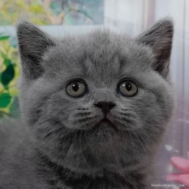 ID:2412-02474の子猫