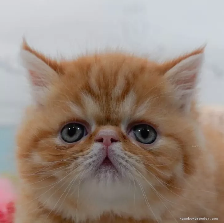 ID:2501-00089の子猫