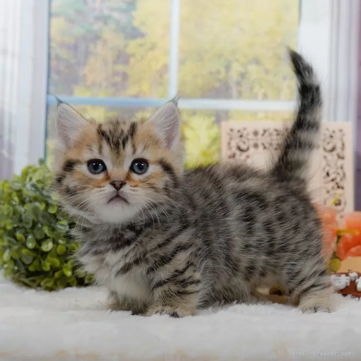 タカシ 様のお迎えした子猫