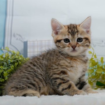 マンチカン(長足)【東京都・女の子・2024年11月10日・ブラウンタビー】の写真「全てコミコミ総額表示😸当日見学OK🐱✨」