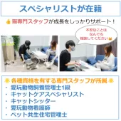 ミヌエット(短足)【東京都・男の子・2025年1月5日・レッドタビー】の写真10