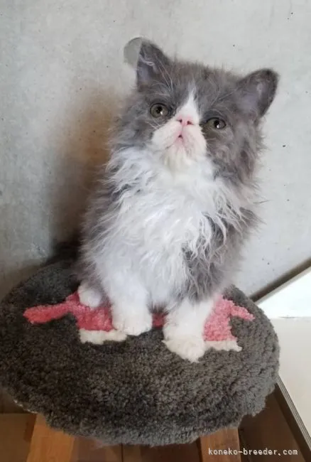ID:2105-02541の子猫