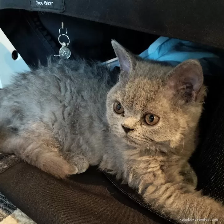 ID:2407-02888の子猫