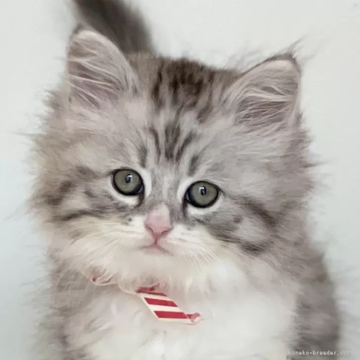 ID:2501-00409の子猫