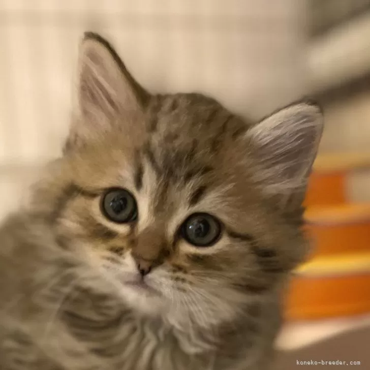 ID:2502-00354の子猫