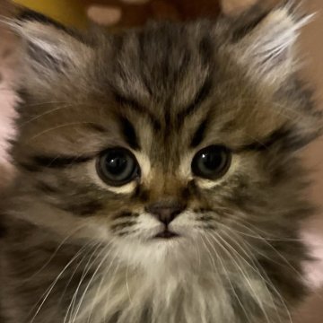 サイベリアン【埼玉県・男の子・2025年2月22日・ブラウンタビー】の写真「まん丸お目目の可愛くて、元気な男の子です」