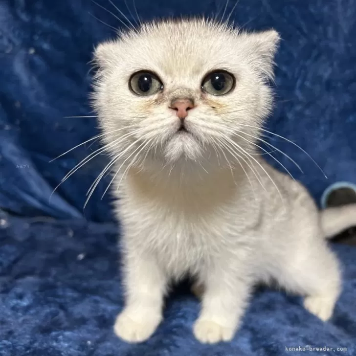 ID：2502-00582の子猫