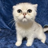 ブリティッシュショートヘア