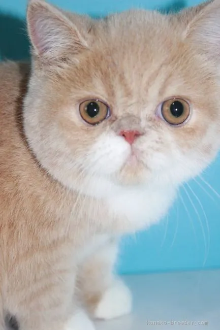 ID:2009-00099の子猫