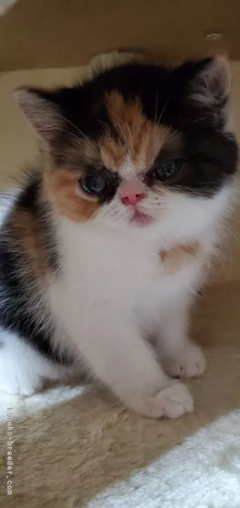 ID:2204-01029の子猫