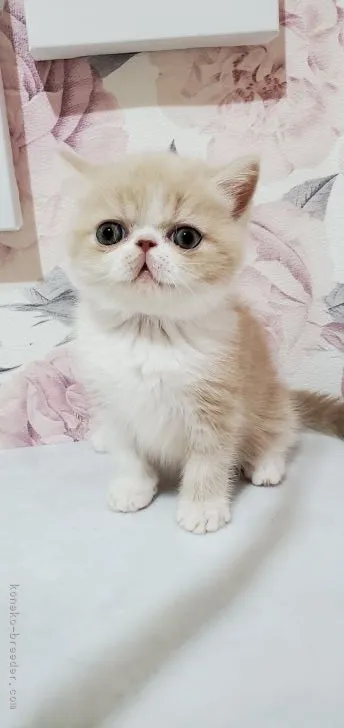 ID:2105-02045の子猫