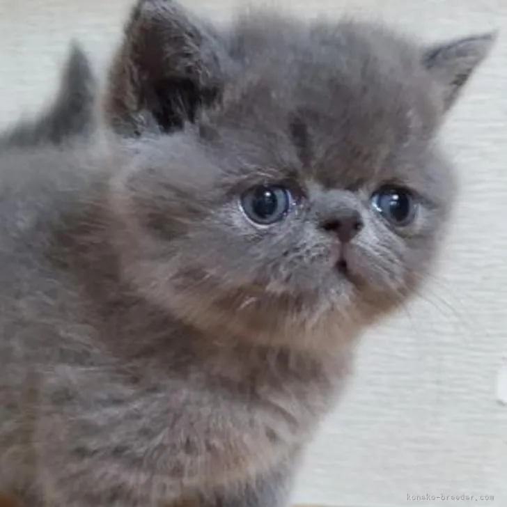 ID:2206-02566の子猫