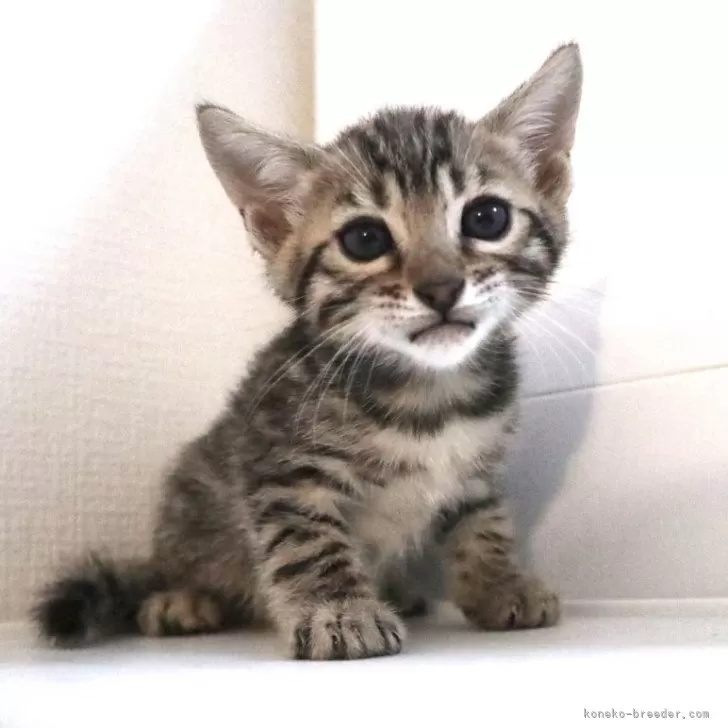 ID:2504-00270の子猫