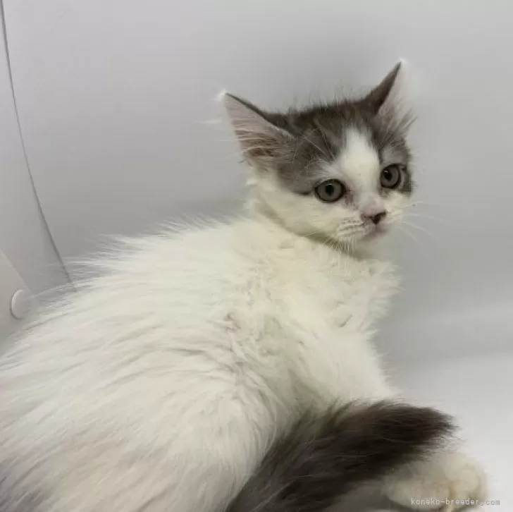 ID:2311-00390の子猫