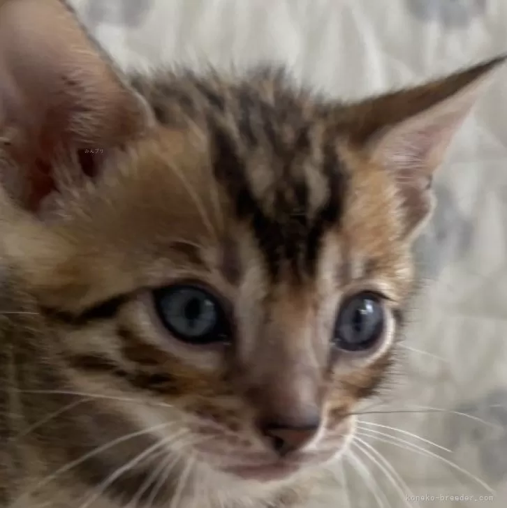 ID:2411-01046の子猫