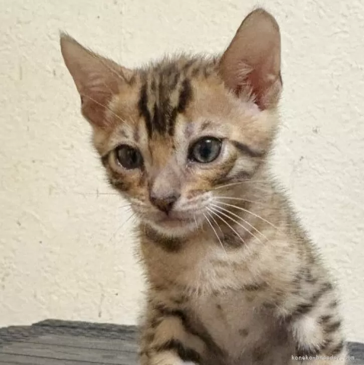 ID:2411-01042の子猫