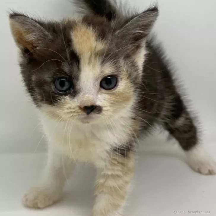 もみちゃん 様のお迎えした子猫