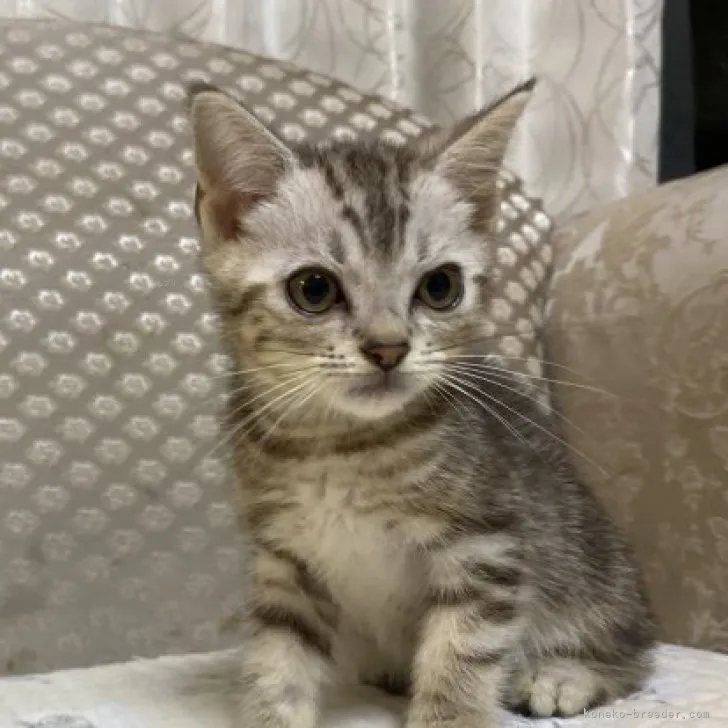 ID:2307-02651の子猫