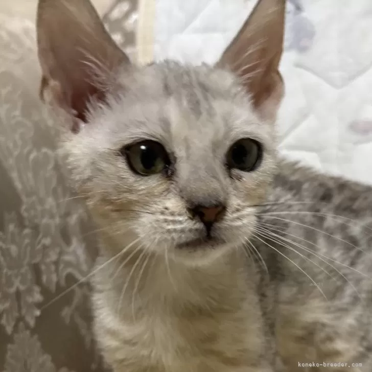 ID:2411-01061の子猫