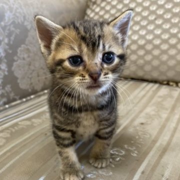 アメリカンショートヘア【千葉県・男の子・2023年7月5日・ブラウンタビー（ショート）】の写真「渦巻柄が綺麗です」