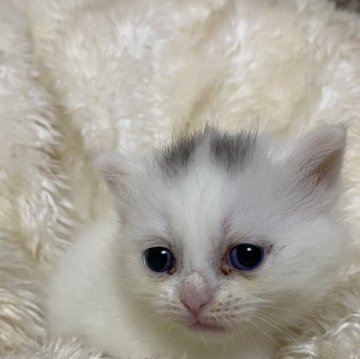 マンチカン(短足)【千葉県・女の子・2024年6月30日・ホワイト（ショート）】の写真「珍しいホワイト短足マンチカン」