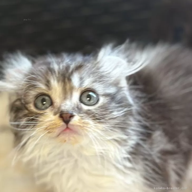 ID：2503-01942の子猫
