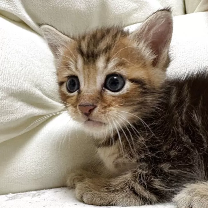 R.S 様のお迎えした子猫